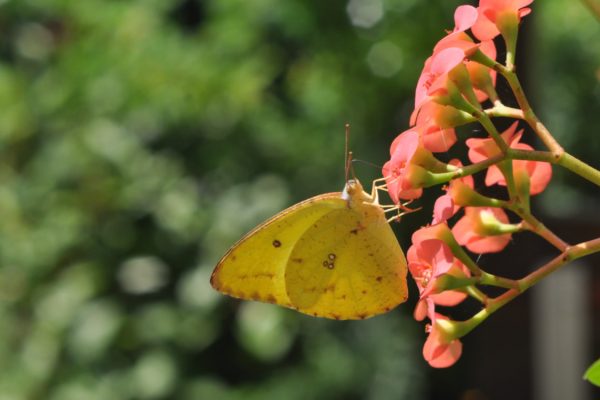 slide-3-butterfly-on-flower