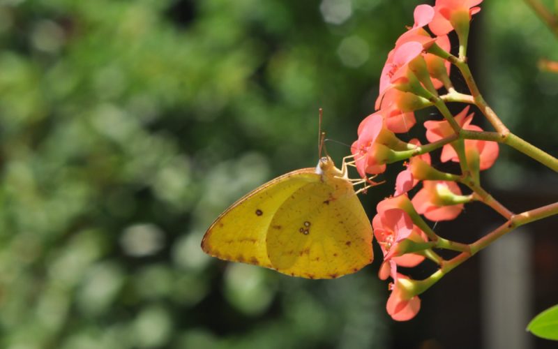 slide-3-butterfly-on-flower